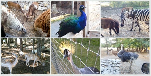 8. Harmony Park Safari:  Animal Encounters